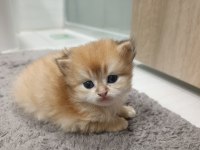 British Longhair Kedilerimiz