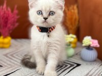 A kalite british shorthair yavrular
