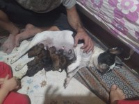 Anne altından 1 haftalık köpekler anne maskeli baba taiger