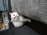 4 Erkek 1 Dişi Britich Shorthair Yavrularımız