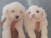 KUSURSUZ MALTESE TERRİER YAVRULAR