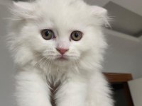 Scottish fold erkek yavru
