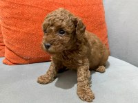 SAFKAN TOY POODLE YAVRULARI