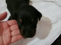 Doberman yavrularımız sahiplendirilecektir