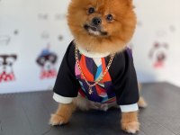 Uçanı Kaçanı Eşler Orijinal Pomeranian Boo