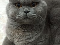 Ücretsiz Sahiplendirme 3 Yaşında British Shorthair