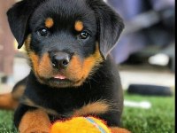 Dişi erkek Rottweiler yavrularımız
