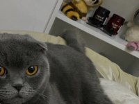 Anne ve Yavru Kedilerimiz için Yuva Arıyoruz