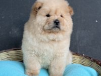 PANDA GİBİ AYICIK ÇİN ASLANI YAVRULAR