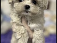 MALTİPOO SAFKAN