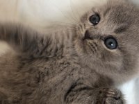 1 Mayıs doğumlu scottish fold bebekler