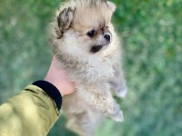 Mini mini aslan pomeranian boo