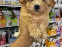 Mini boy maltipoo yavrularımız
