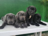 Elit Patiler Farkıyla Cane Corso Yavrular