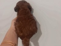Kore red brown teacup poodle 2 aylık dişi ve erkek
