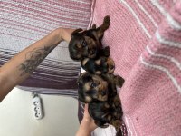 3 haftalık yorkshire terrier