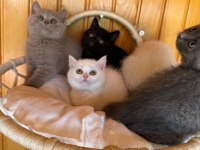 Koca kafa orijinal british shorthair yavrularım