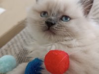 52 gunluk british longhair blue point yavru