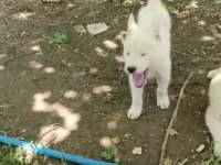 Erkek husky