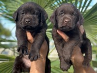 Labrador redriever sevimli yavrular ruhsatlı çiftlik 