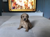 KG GARANTİLİ 0 NUMARA POODLE AYARINDA MALTİPOO