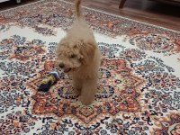 90 günlük toy poodle