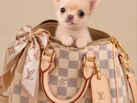 Safkan bir erkek chihuahua