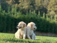 Golden Retriever Yavruları Istanbul     