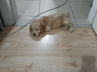 KÜÇÜK MALTİPOO OĞLUM