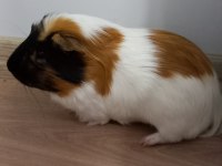 Kafeste birlikte ginepig