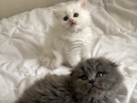 British longhair prens ve prenslerimiz rezerveye açıktır