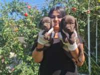 Mükemmel çikolata labrador yavrularım