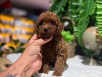 LİTTLEPAWS FARKI İLE KOREAN REDBROWN POODLE