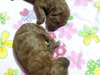 Erkek yavrular yeni yuvasına hazır toy poodle