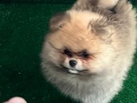 Yasal ruhsatlı çiftlikten pomeranian boo yavrular