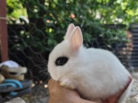 Orjinal Hollanda Cüce Tavşan