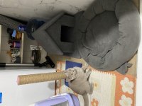 Sahibinden british shorthair (yavru)