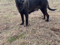 Malinois koyu renk sevenlere