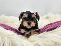 Aile ortamında bakılan yavru köpekler