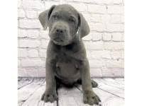 Ev ve bahçeniz için cane corso kapıda ödeme mevcuttur