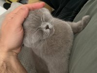British shorthair 1.5 yaşında