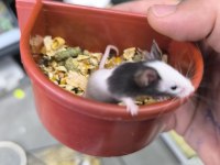 Dünyanın en küçük hamsteri pandalar