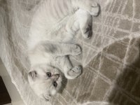 Scottish Fold Yavrumuza Yeni Bir Yuva Arıyorum