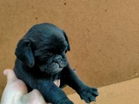 60 Günlük Dişi Orijinal Pug Yavru
