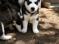 A KALİTE HUSKY YAVRULARI ANKARADAN