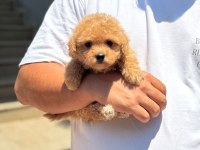 Çocuk dostu maltipoo yavruları