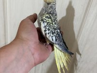 52 GÜNLÜK FUL EVCİL KUSURSUZ BEBEK SULTAN