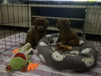 Kendi yavrularım toy poodle