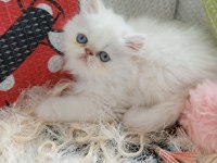 Dişi iran kedisi