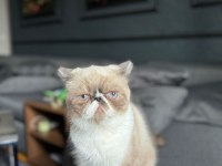 Acil exotic shorthair